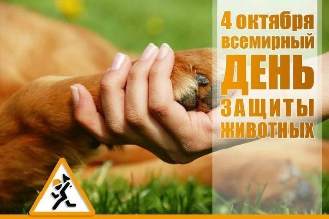 Акция «Я и мой лохматый друг».